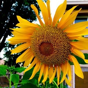 Meet your Posher, Cynthia